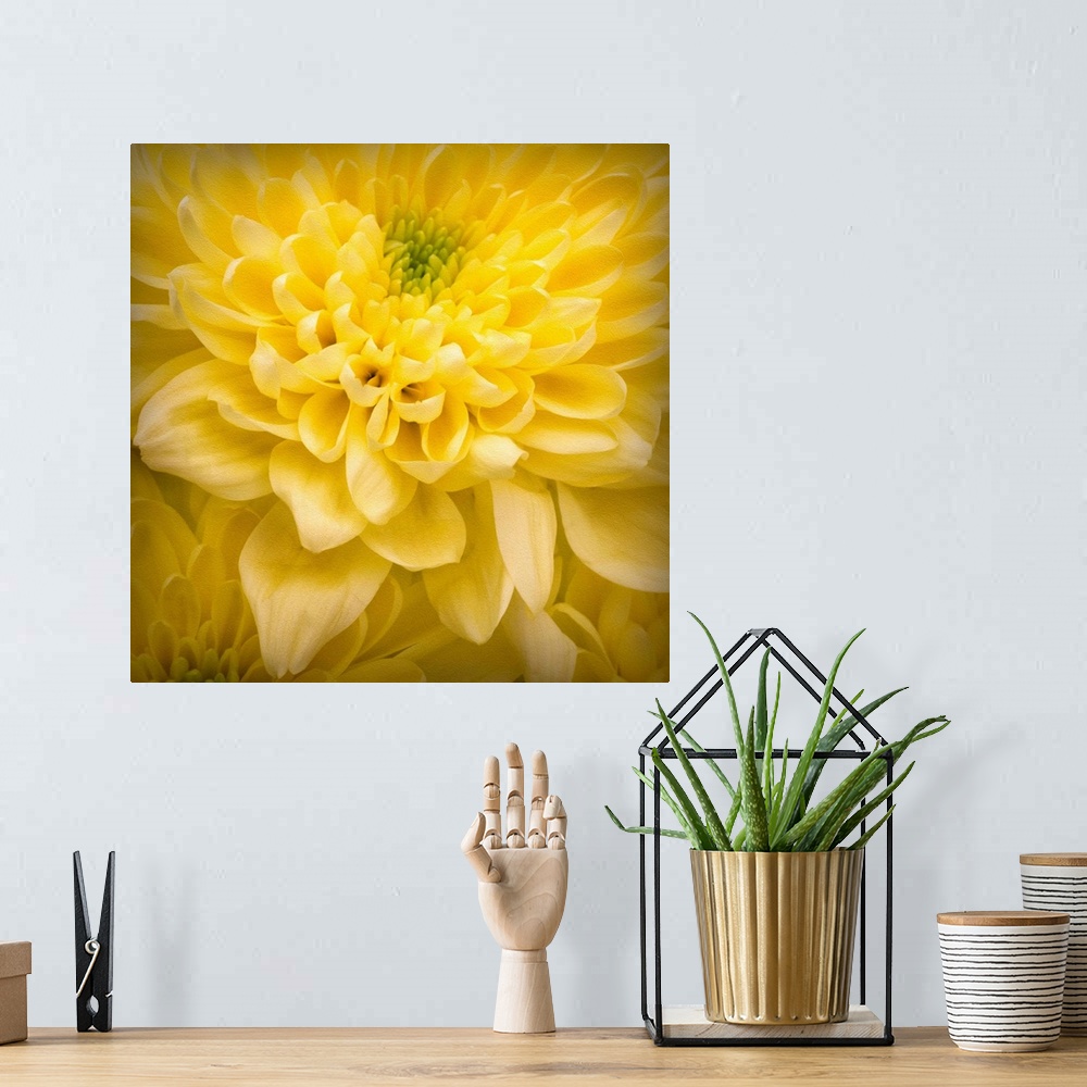 A bohemian room featuring Chrysanthemum