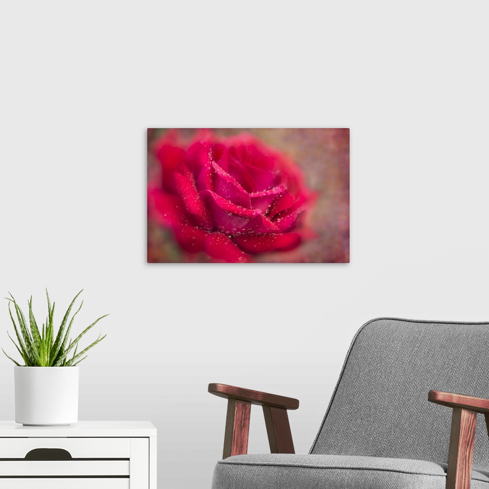 A modern room featuring Soft focus and texture effects applied to a red Grandiflora rose - New York Botanical Garden.