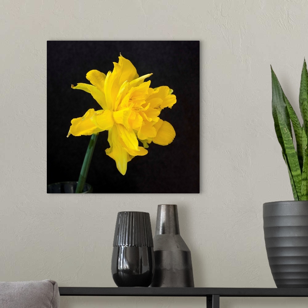 A modern room featuring Double Daffodil