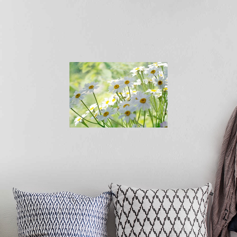 A bohemian room featuring Field of Daisies
