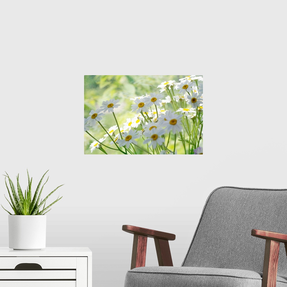 A modern room featuring Field of Daisies