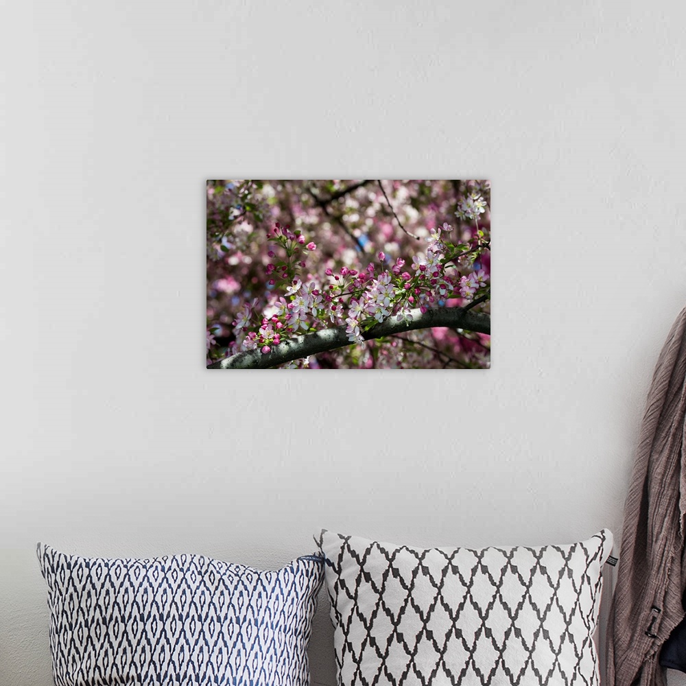 A bohemian room featuring A photograph of a close-up of a tree branch with flowers in bloom.