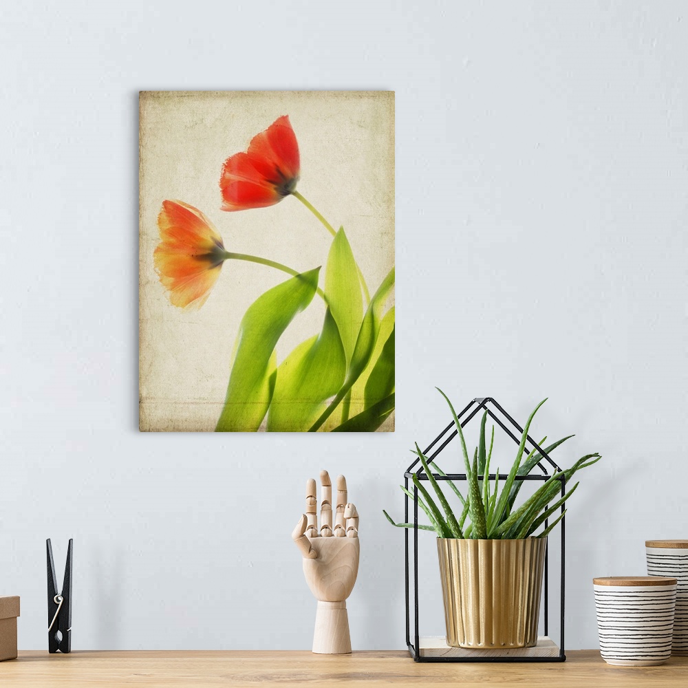 A bohemian room featuring Garden Tulips