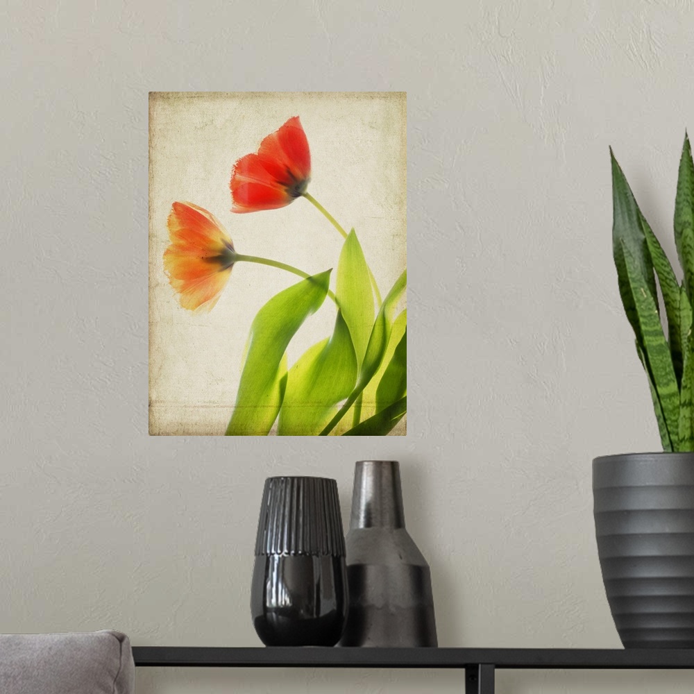 A modern room featuring Garden Tulips
