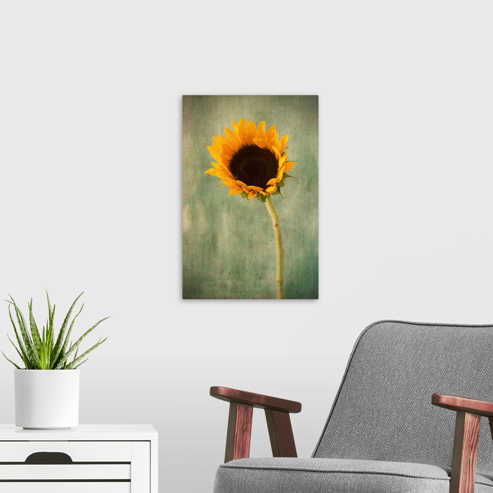 A modern room featuring Golden Sunflower