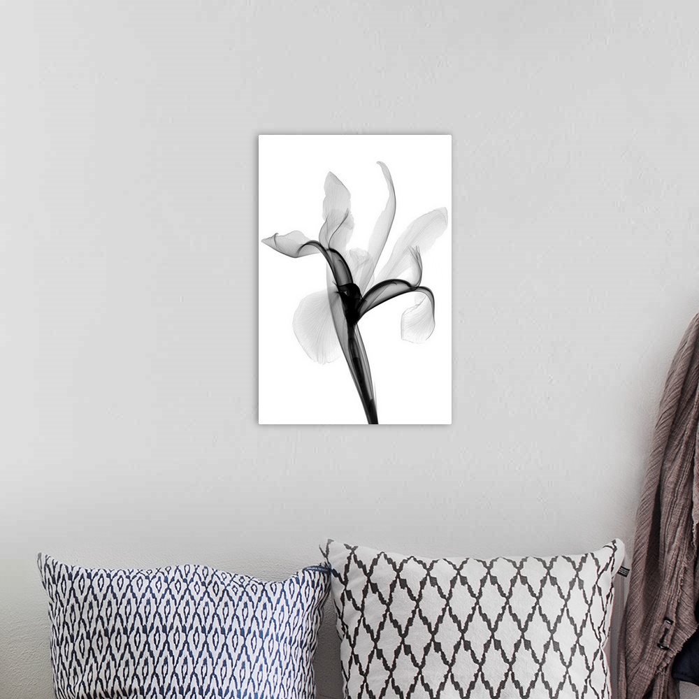 A bohemian room featuring Fine art photograph using an x-ray effect to capture an ethereal-like image of an iris.