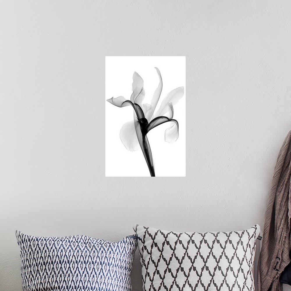 A bohemian room featuring Fine art photograph using an x-ray effect to capture an ethereal-like image of an iris.