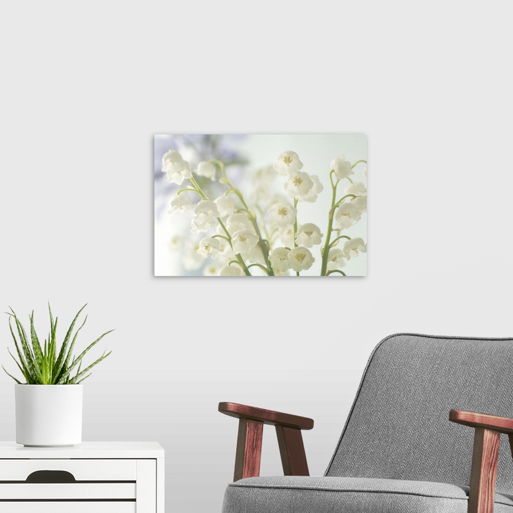 A modern room featuring Lily of the Valley