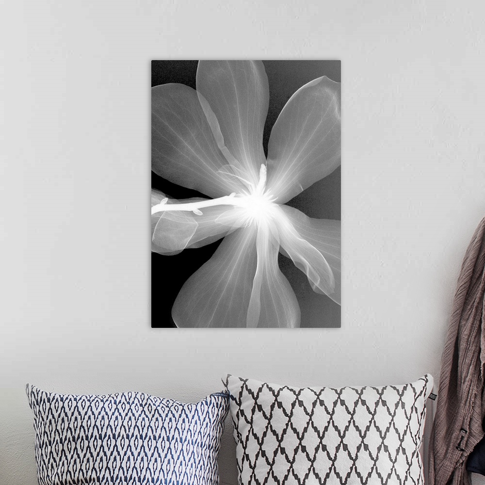 A bohemian room featuring Fine art photograph using an x-ray effect to capture an ethereal-like image of a magnolia.