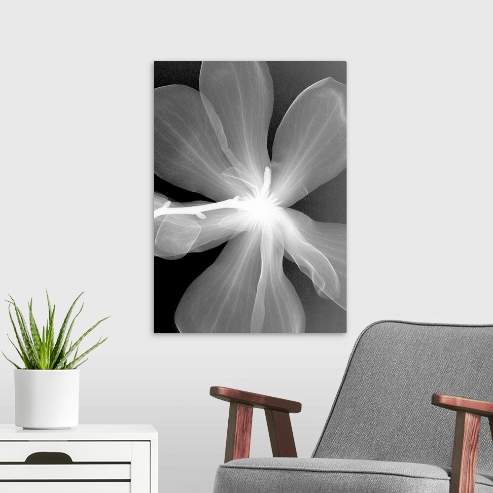 A modern room featuring Fine art photograph using an x-ray effect to capture an ethereal-like image of a magnolia.