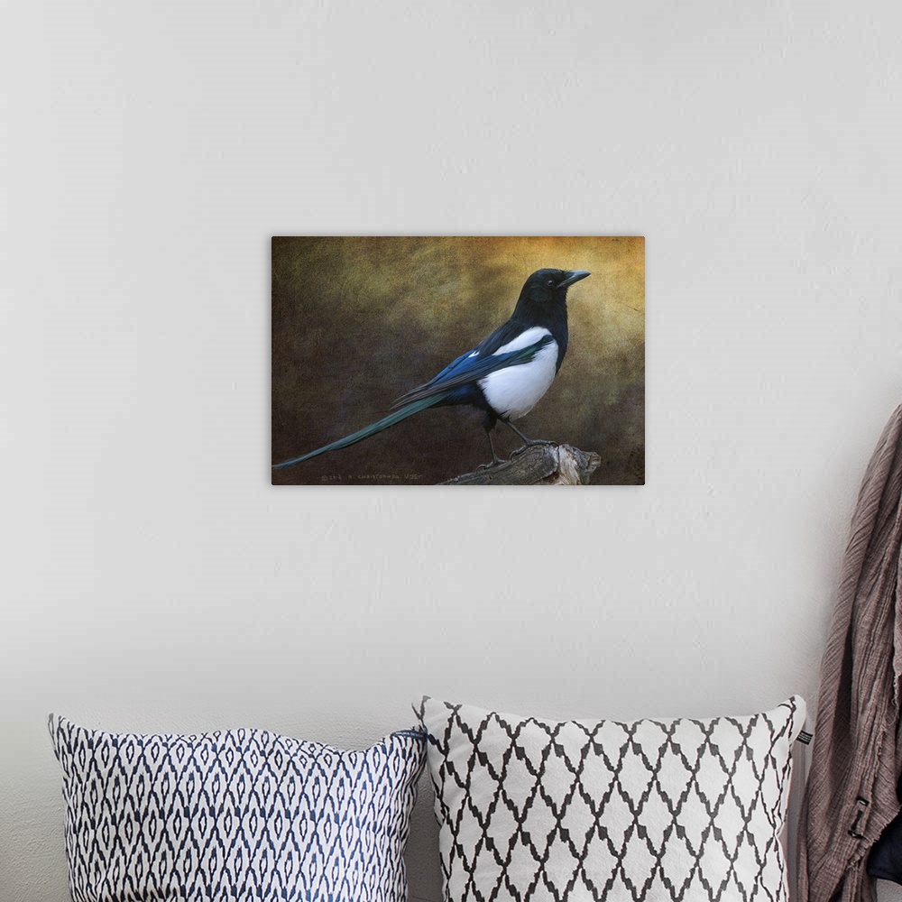 A bohemian room featuring Contemporary artwork of a portrait of a magpie.