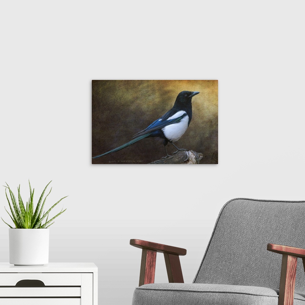 A modern room featuring Contemporary artwork of a portrait of a magpie.