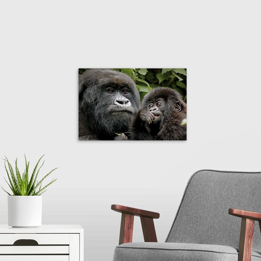 A modern room featuring A photograph of a mother gorilla holding her baby.