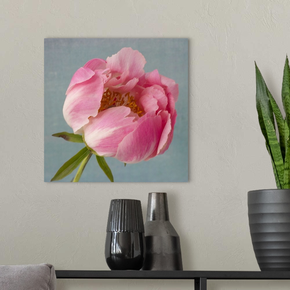 A modern room featuring Pink Peony
