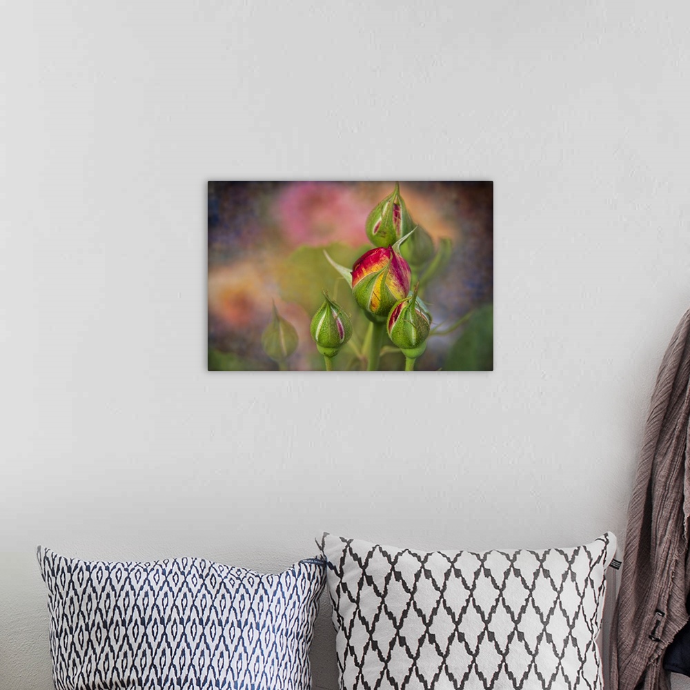 A bohemian room featuring Soft focus and texture effects applied to shrub rose buds - New York Botanical Garden.