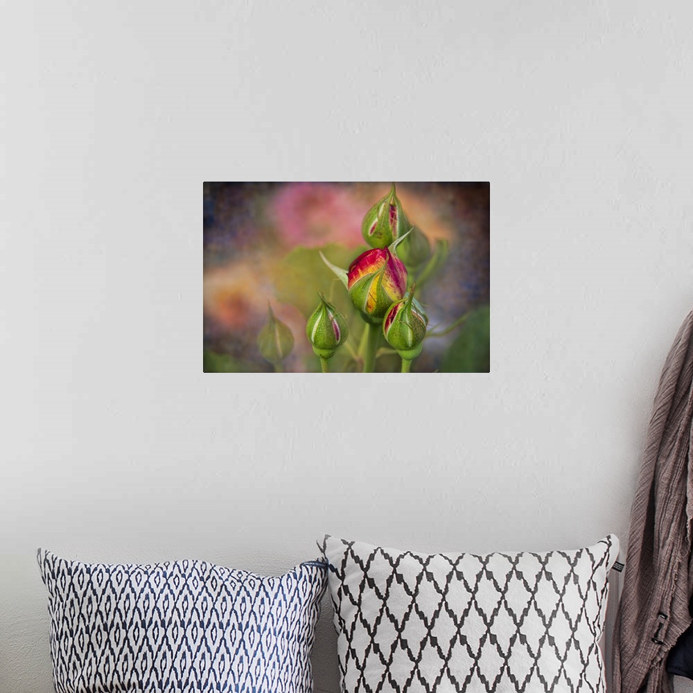 A bohemian room featuring Soft focus and texture effects applied to shrub rose buds - New York Botanical Garden.