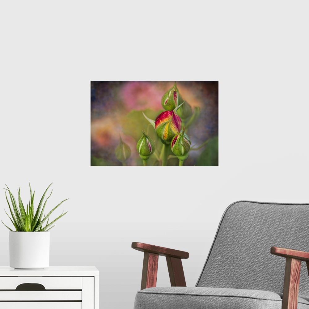A modern room featuring Soft focus and texture effects applied to shrub rose buds - New York Botanical Garden.