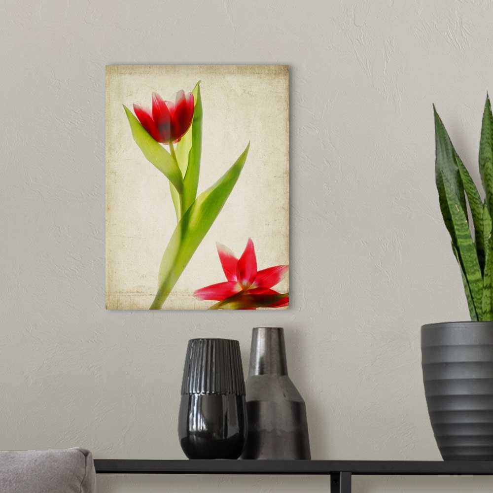 A modern room featuring Red Tulips I