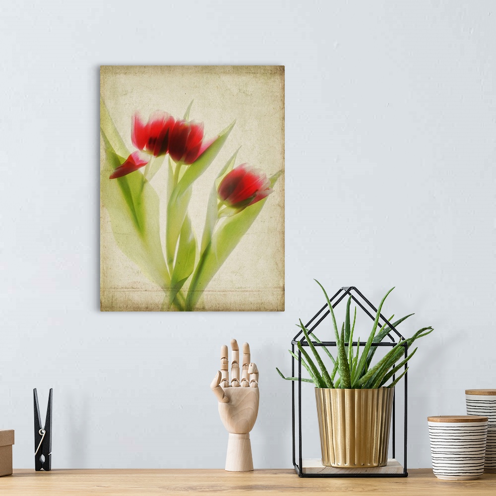 A bohemian room featuring Red Tulips III