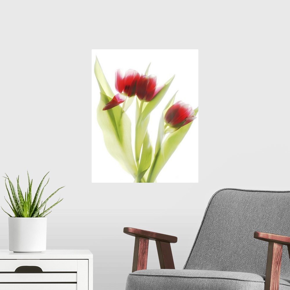 A modern room featuring Red Tulips IV