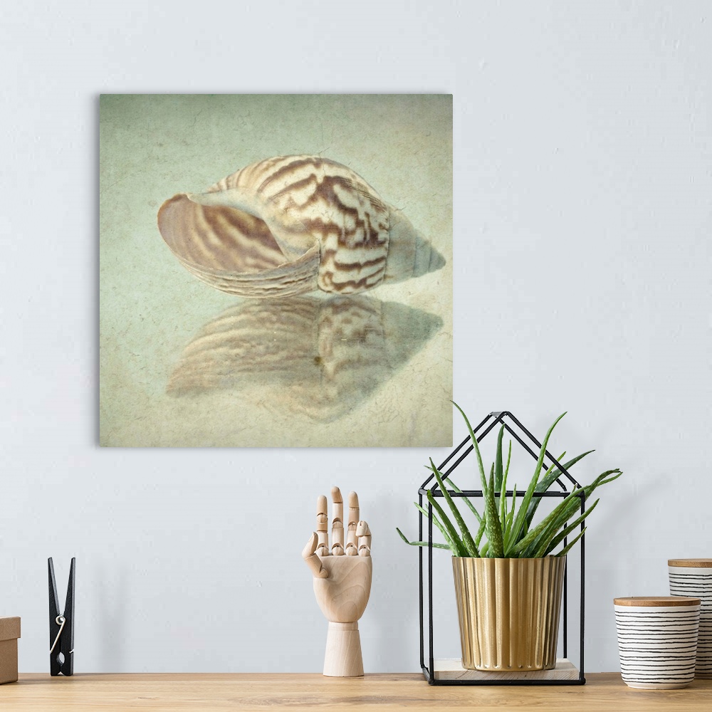 A bohemian room featuring Seashell Reflection