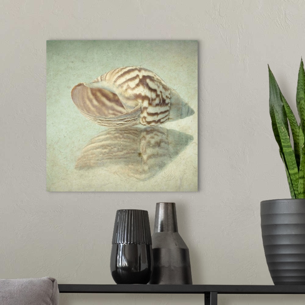 A modern room featuring Seashell Reflection