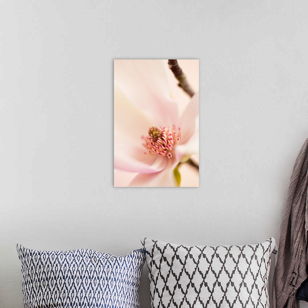 A bohemian room featuring Spring Magnolia Blossom