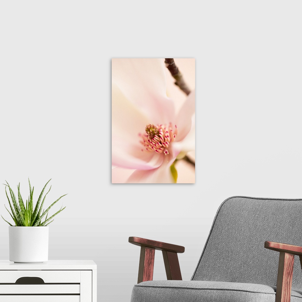 A modern room featuring Spring Magnolia Blossom