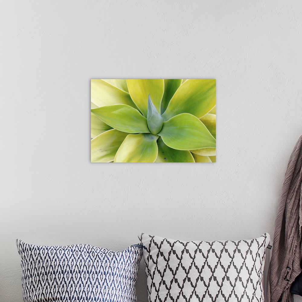 A bohemian room featuring Close up photograph of the center of a green succulent plant with broad pointed leaves.