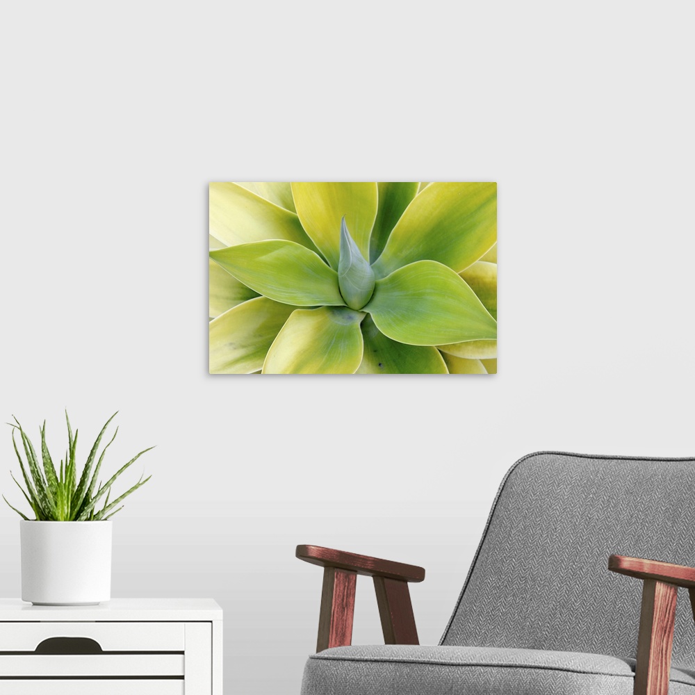 A modern room featuring Close up photograph of the center of a green succulent plant with broad pointed leaves.