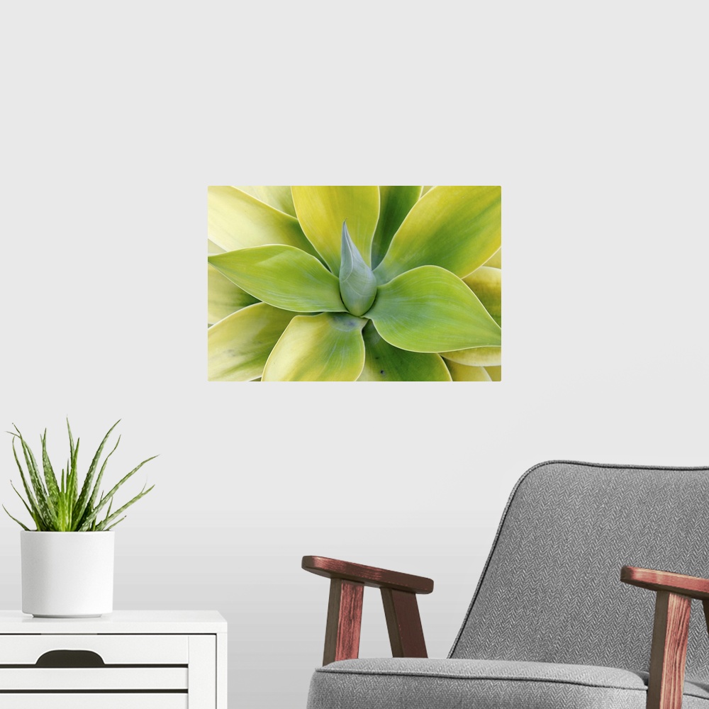 A modern room featuring Close up photograph of the center of a green succulent plant with broad pointed leaves.