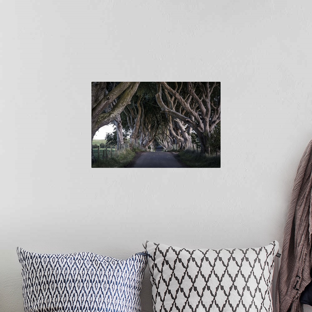 A bohemian room featuring HDR photograph of a road leading through a grove of gnarled looking trees in Northern Ireland.