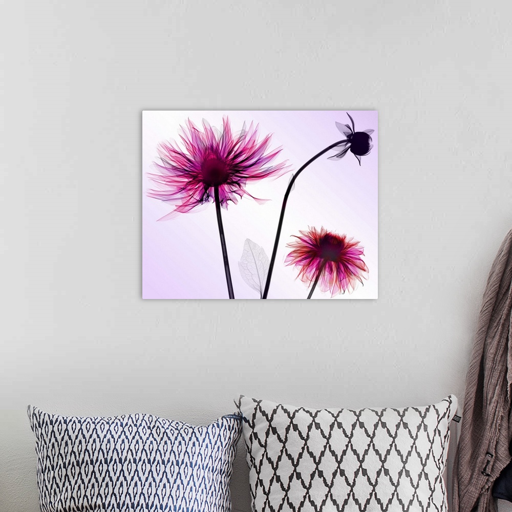 A bohemian room featuring Fine art photograph using an x-ray effect to capture an ethereal-like image of dahlias.