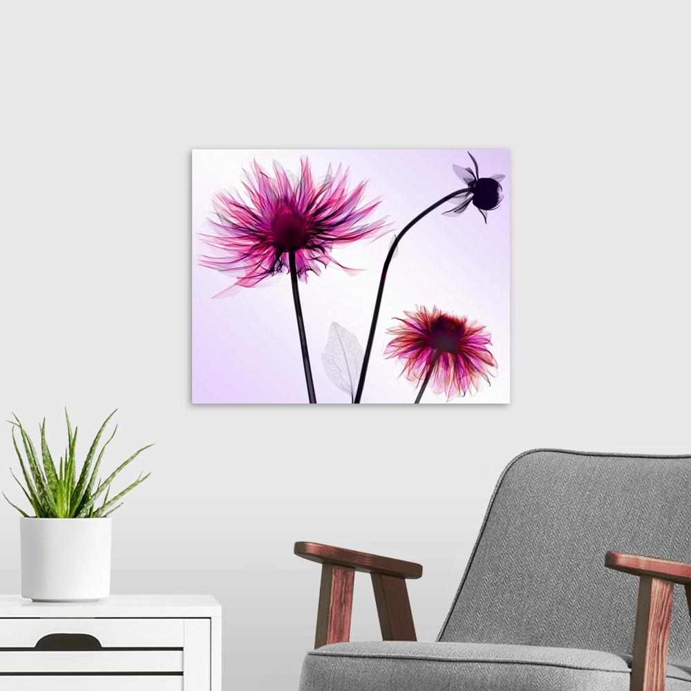 A modern room featuring Fine art photograph using an x-ray effect to capture an ethereal-like image of dahlias.