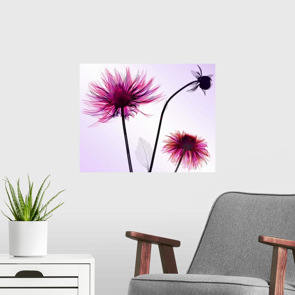 A modern room featuring Fine art photograph using an x-ray effect to capture an ethereal-like image of dahlias.