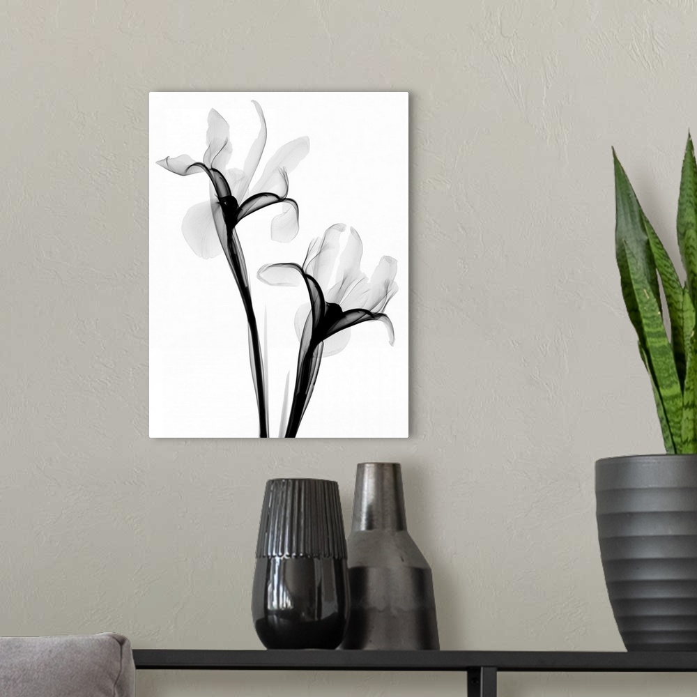 A modern room featuring Fine art photograph using an x-ray effect to capture an ethereal-like image of irises.