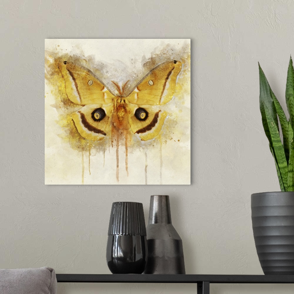 A modern room featuring A yellow moth with white and brown markings, with wings spread.