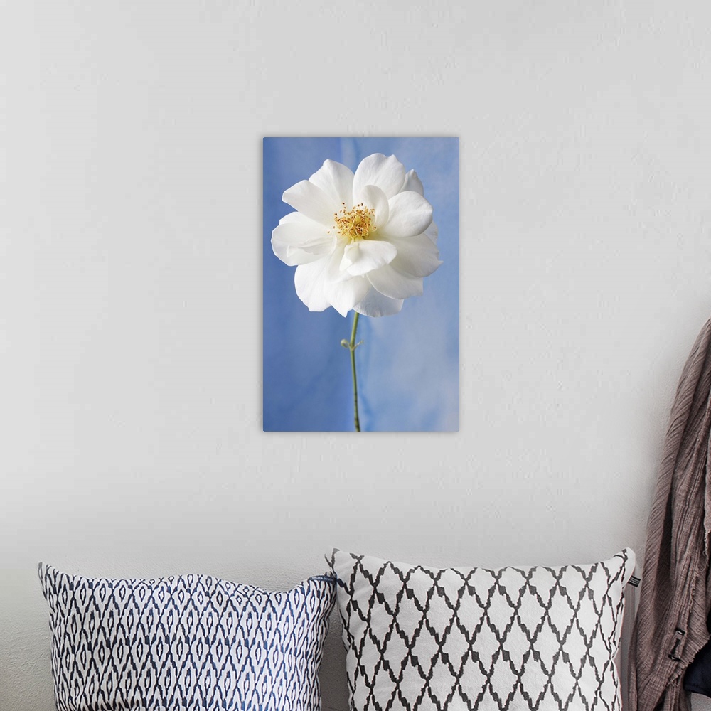 A bohemian room featuring White Flower I
