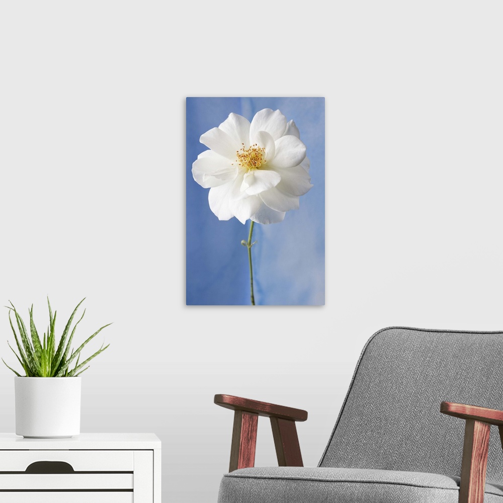 A modern room featuring White Flower I