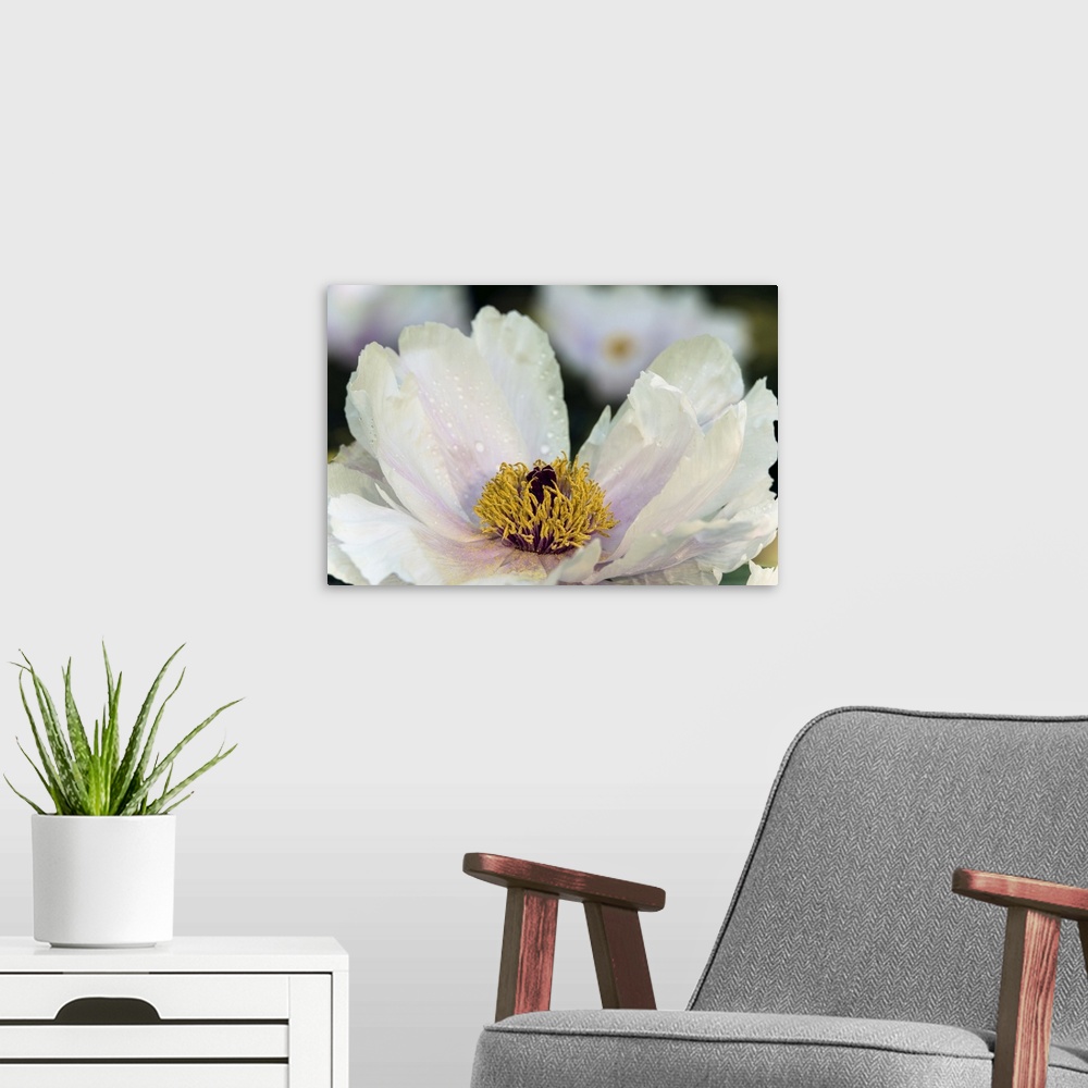 A modern room featuring Close up of a white peony - New York Botanical Garden.