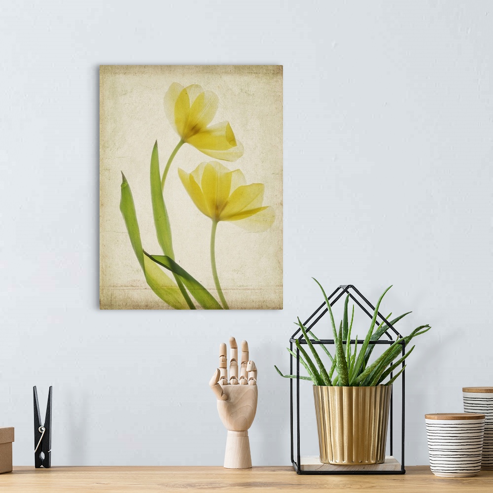 A bohemian room featuring Yellow Daffodils