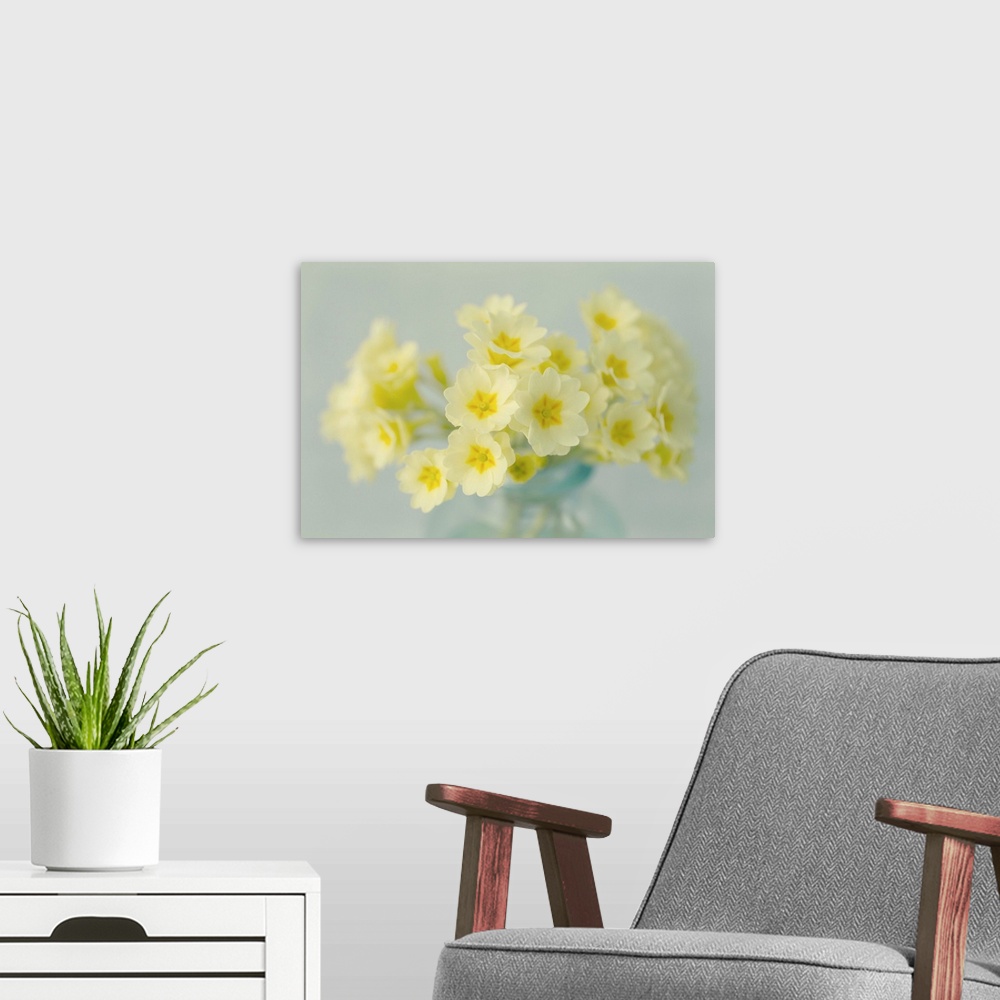 A modern room featuring Yellow Primrose