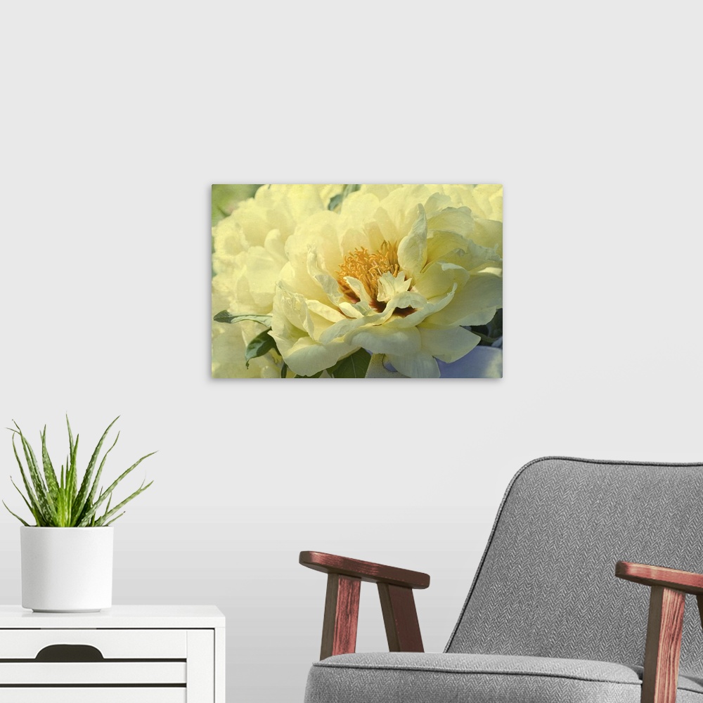 A modern room featuring Yellow Tree Peony