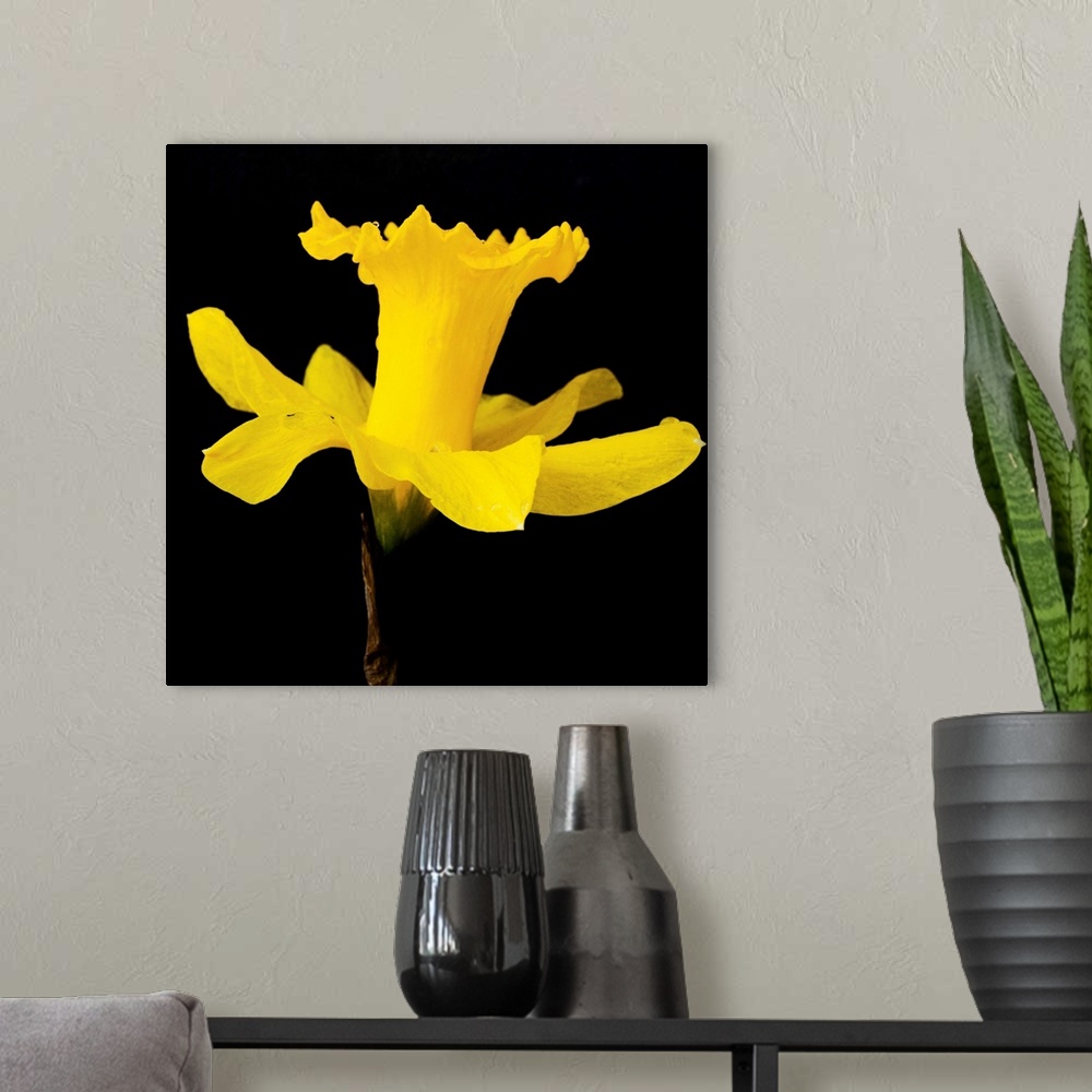 A modern room featuring Yellow Trumpet