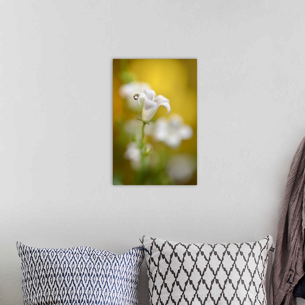 A bohemian room featuring Soft focus photograph of white bell flowers and a single water droplet on one of the petals, with...
