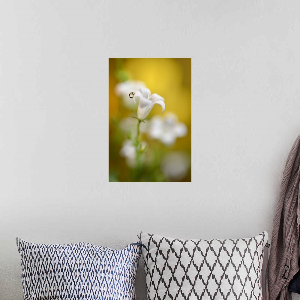 A bohemian room featuring Soft focus photograph of white bell flowers and a single water droplet on one of the petals, with...