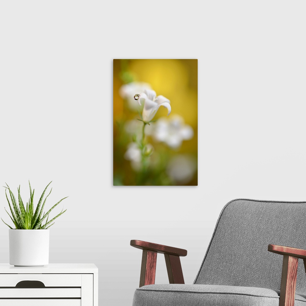 A modern room featuring Soft focus photograph of white bell flowers and a single water droplet on one of the petals, with...