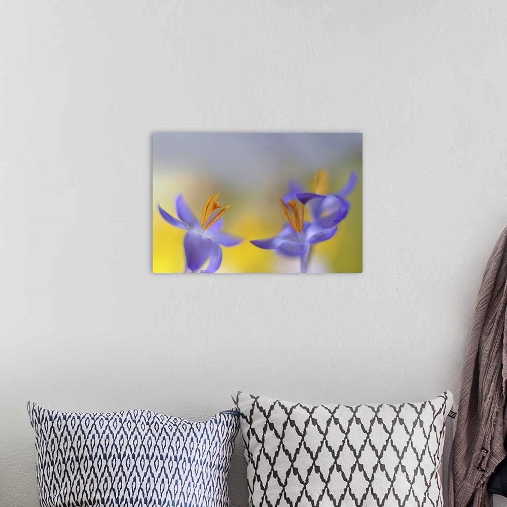 A bohemian room featuring Two images of Crocus are placed together.