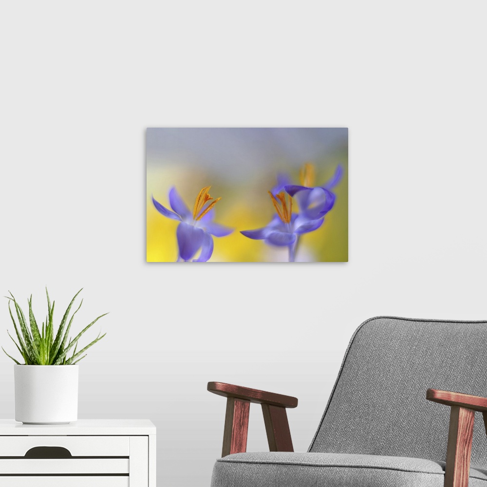 A modern room featuring Two images of Crocus are placed together.