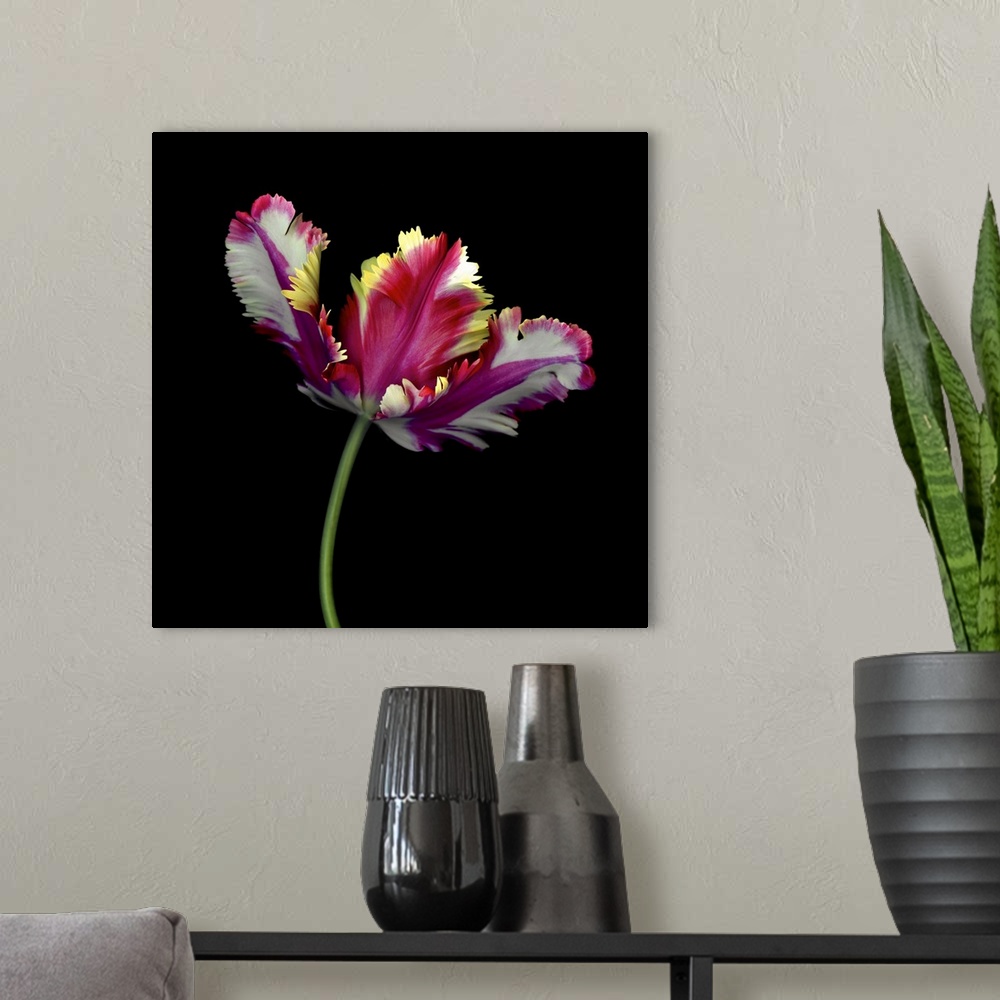 A modern room featuring Colorful open tulip
